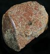 Large Polished Agatized Dinosaur Bone (Gem Bone) - Colorado #25263-2